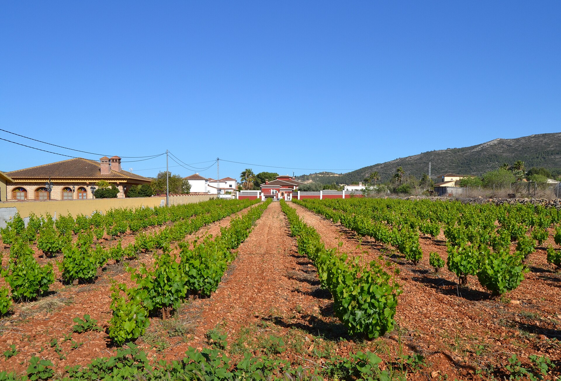 Viñedos en Jalón