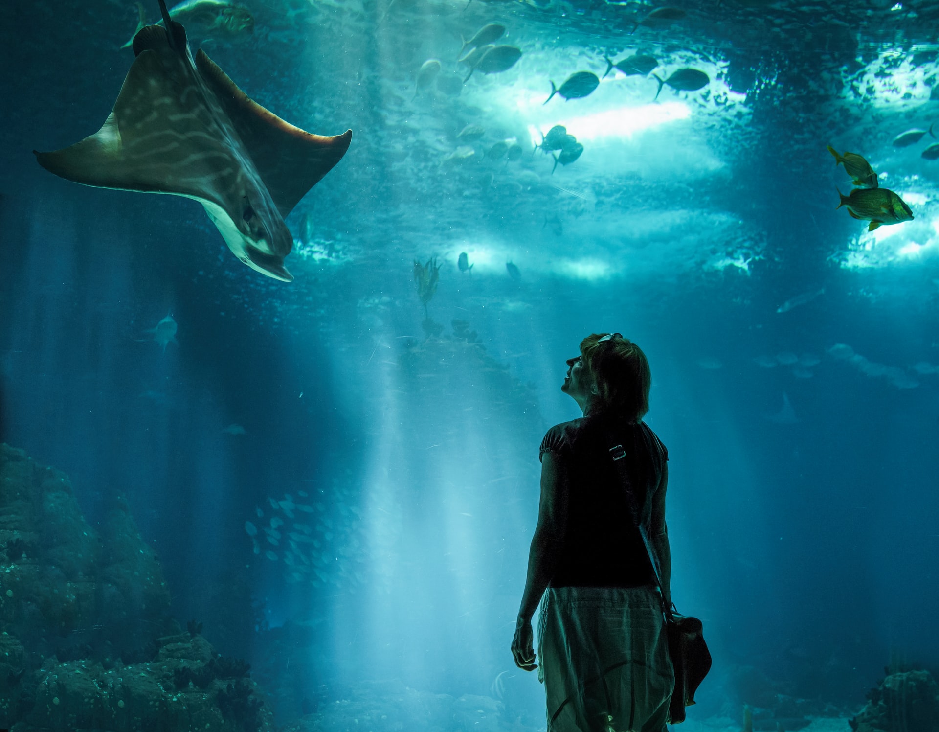 Places to visit and things to see and do in Parque das Nações (Lisboa) - Oceanário de Lisboa (Lisbon Oceanarium)