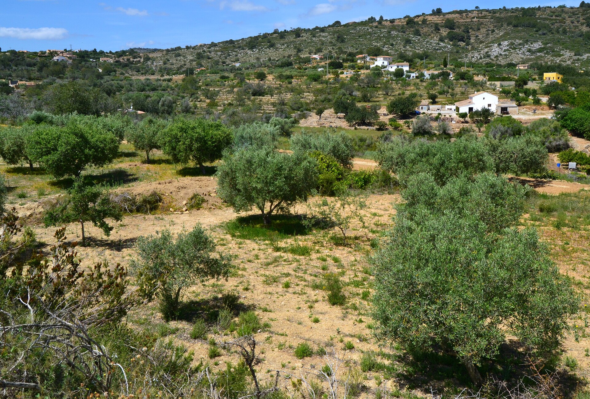 Olivares en el campo de Benissa