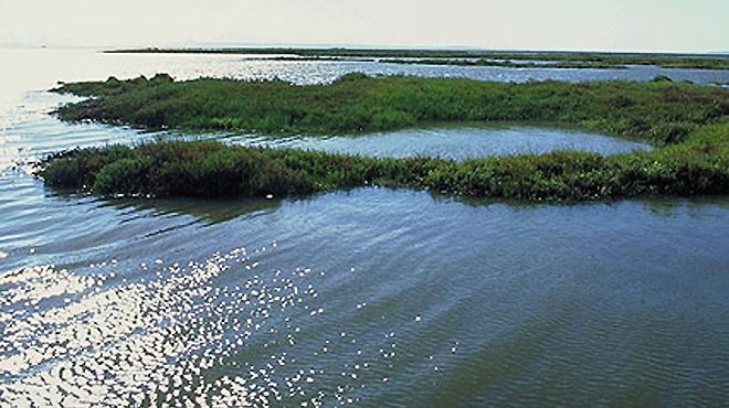 Places to visit and things to see and do in Setúbal (Portugal) - Reserva Natural do Estuário do Sado (Sado Estuary Nature Reserve)