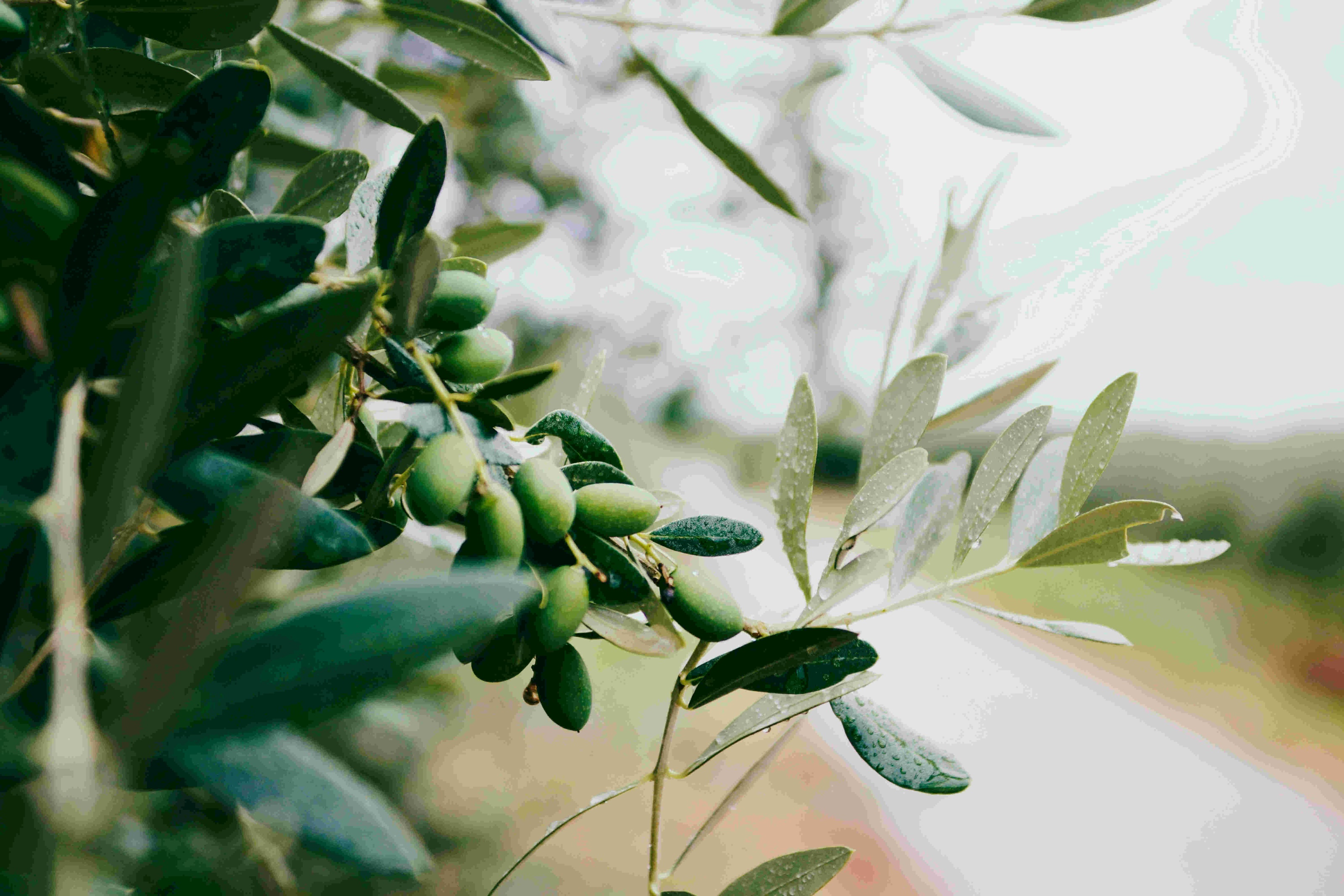 A close-up image of Arbosana olive trees, showing the leaves and fruits