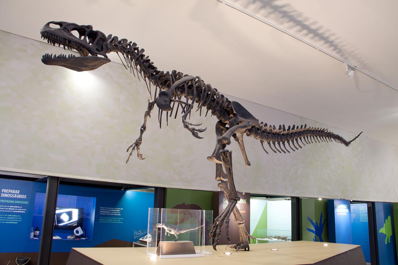 Lieux à visiter et choses à faire à Príncipe Real (Lisboa) - Musée d'histoire naturelle et jardin botanique