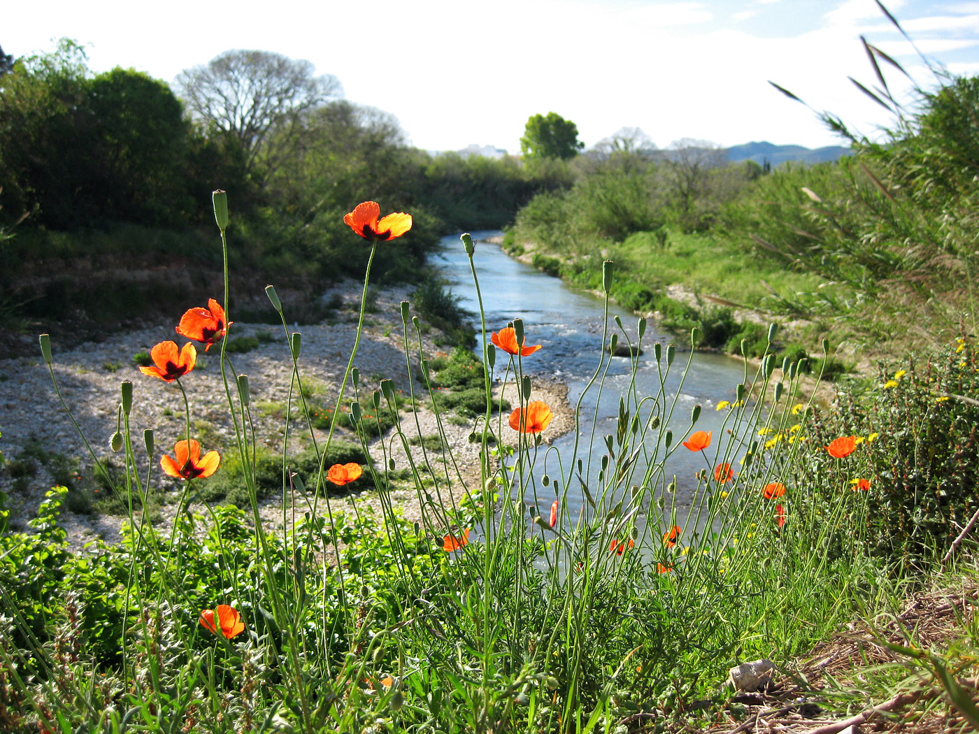 Amapolas junto al río Girona
