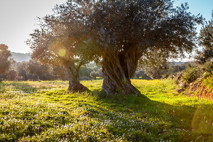 Alentejo (Portugal) - Viver no Alentejo