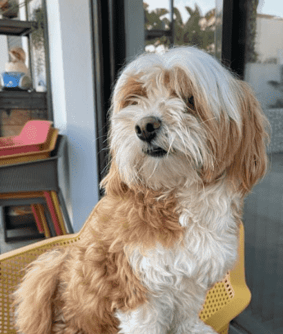 Flynn de Havanezer, de trouwe viervoeter en mascotte van het team van Heerlijk Spanje