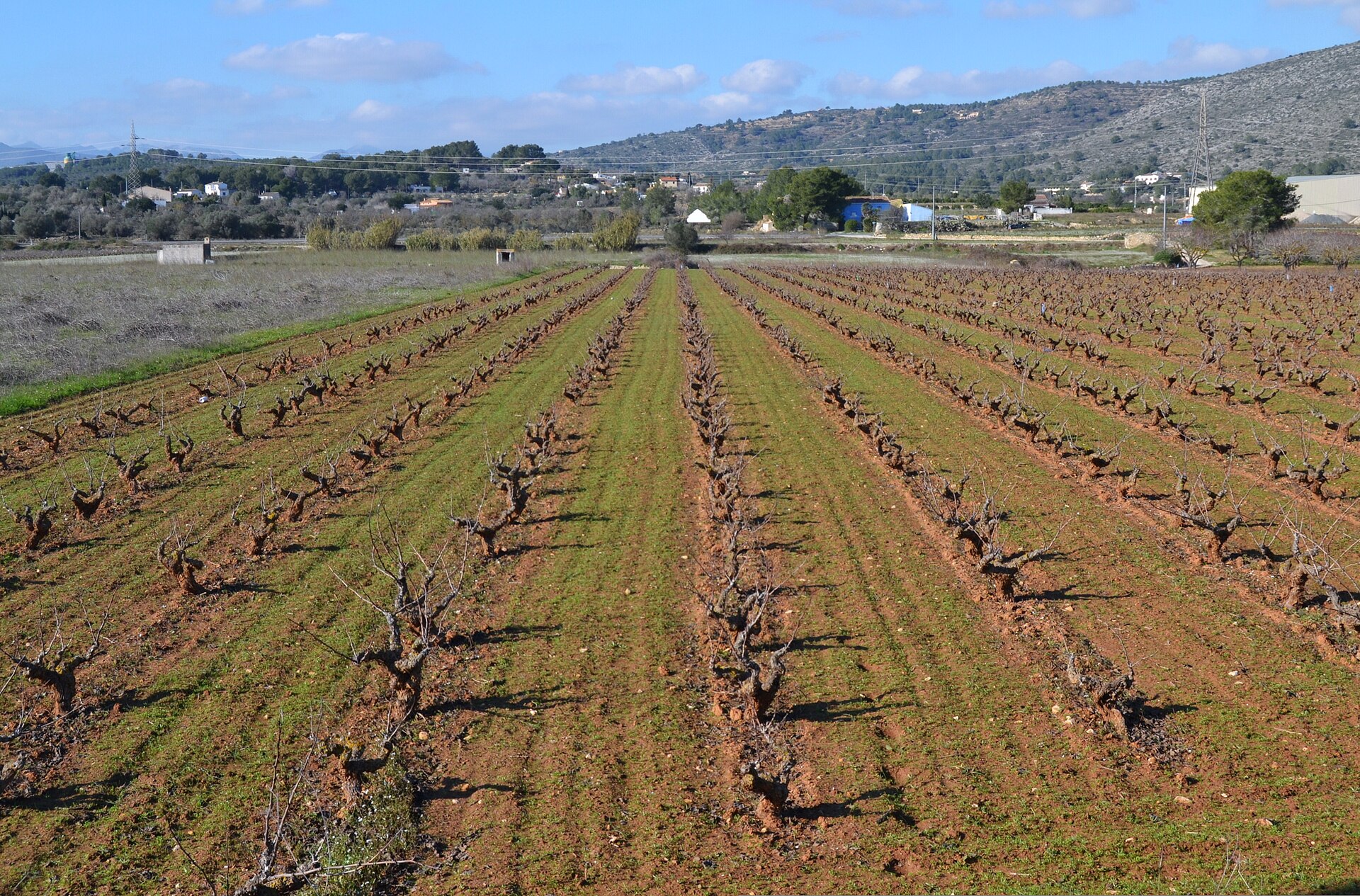 Viñedos en el Pla de Teulada