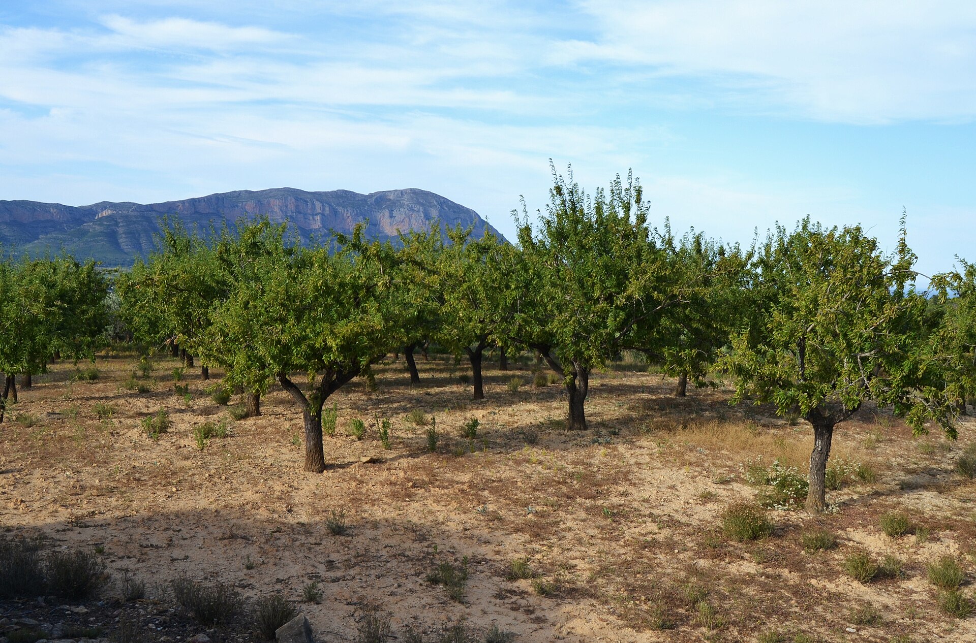 Almendros en el campo de Gata