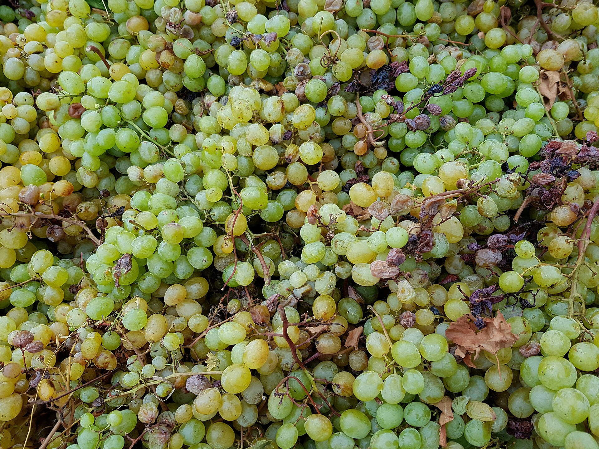 Uvas moscatel de la Marina Alta
