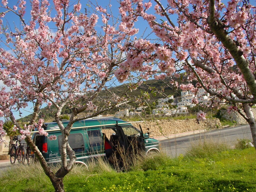 Almendros en flor