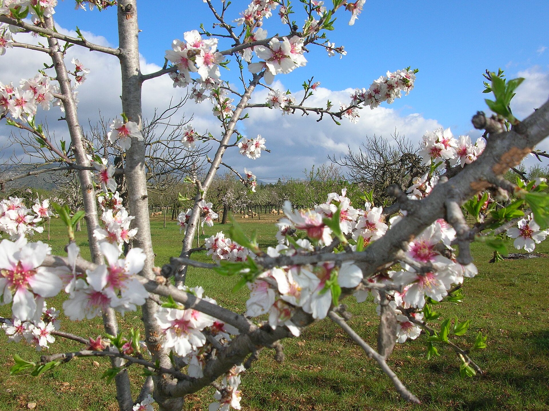 Almendros en flor
