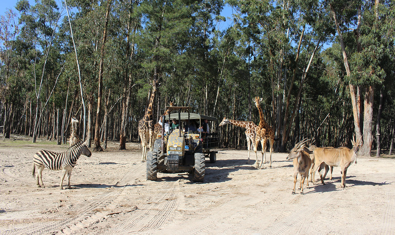 O que visitar e fazer no Alentejo Litoral - Badoca Safari Park