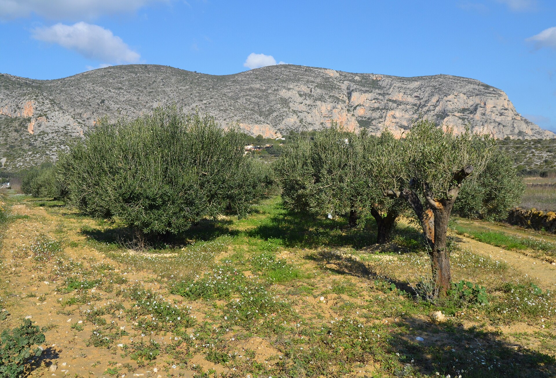 Olivar en el Pla de Teulada