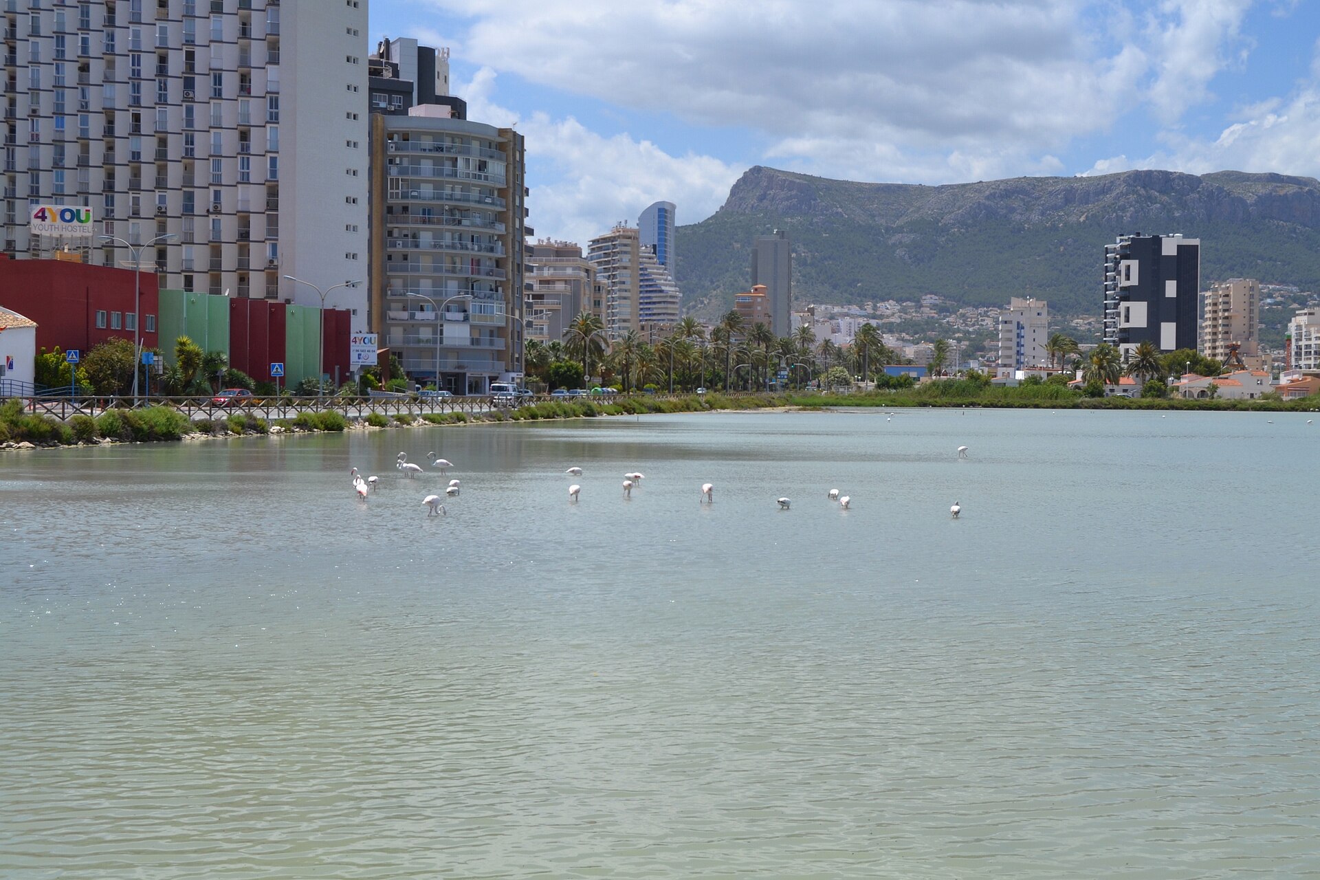 Flamencos en las salinas de Calpe